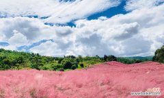 追寻生命的色彩 粉黛乱子草的花语寓意——美丽与希望