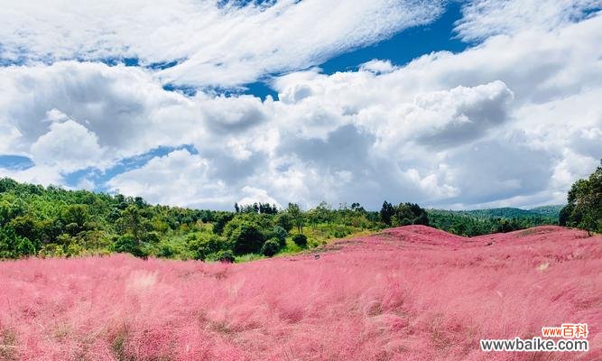 追寻生命的色彩 粉黛乱子草的花语寓意——美丽与希望