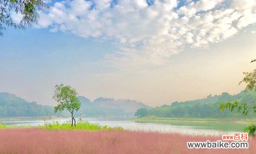 追寻生命的色彩 粉黛乱子草的花语寓意——美丽与希望