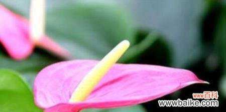 绽放的幸福 以粉掌的花语探寻爱的真谛