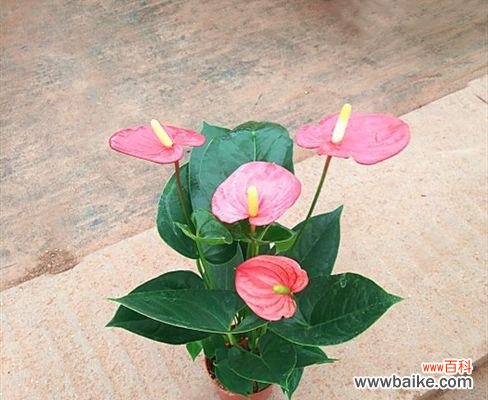 绽放的幸福 以粉掌的花语探寻爱的真谛