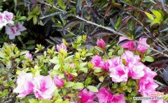 唤醒春天的独特使者 杜鹃花