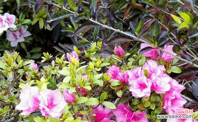 唤醒春天的独特使者 杜鹃花