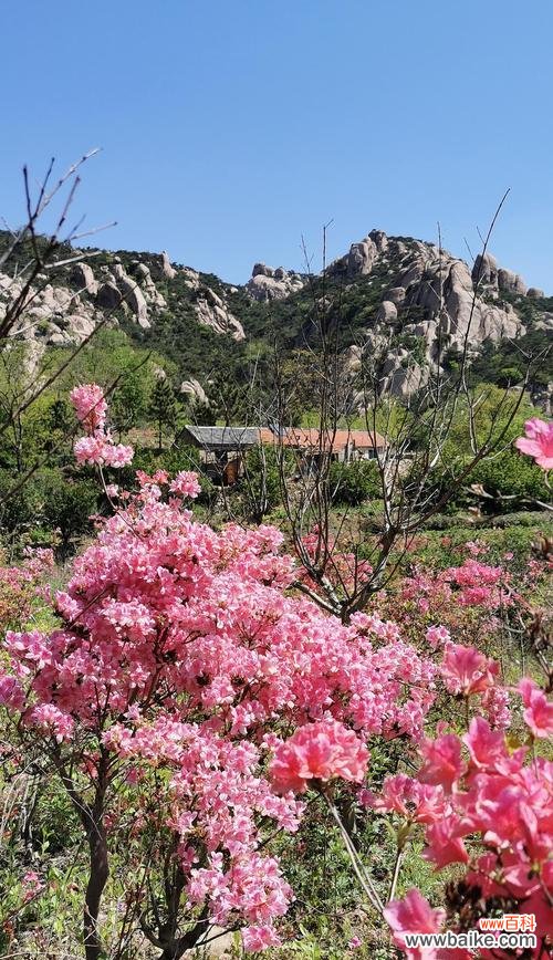 唤醒春天的独特使者 杜鹃花