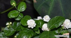 探寻非洲茉莉的神秘花语 非洲茉莉的花语与寓意
