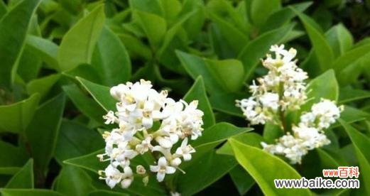 探寻非洲茉莉的神秘花语 非洲茉莉的花语与寓意