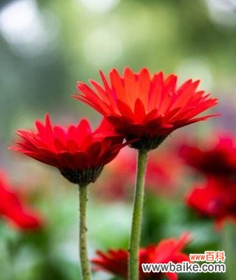 探索非洲菊的花语与传达的情感 非洲菊的花语与意义