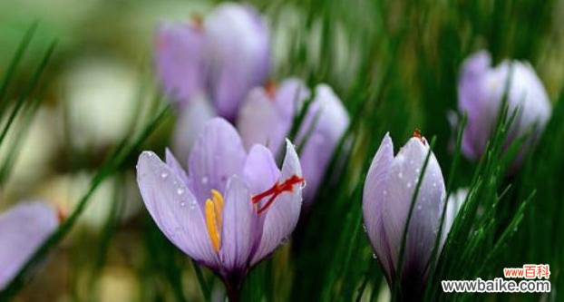 绚丽多彩 璀璨花海,番红花的花语