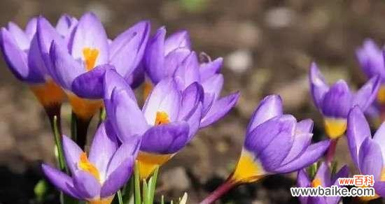 绚丽多彩 璀璨花海,番红花的花语