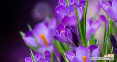 绚丽多彩 璀璨花海，番红花的花语