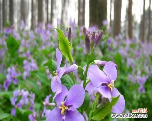 探寻二月兰的花语和象征意义 二月兰