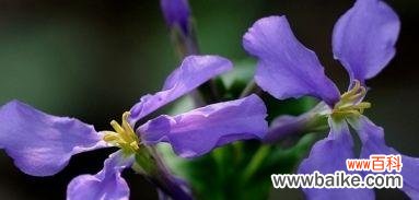 探寻二月兰的花语和象征意义 二月兰