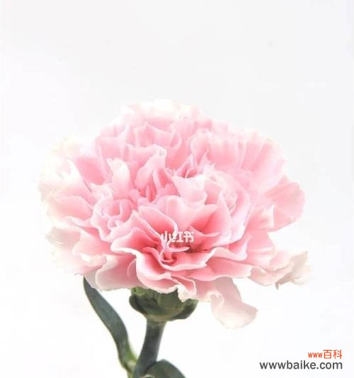 鲜花的秘密 浪漫芬芳，以粉佳人诠释爱情之语