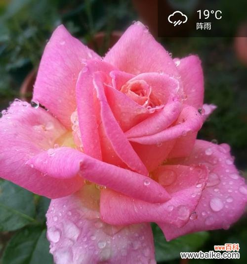 鲜花的秘密 浪漫芬芳，以粉佳人诠释爱情之语