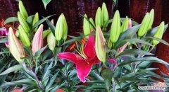 粉百合花语的深刻寓意与象征 粉百合花语之美