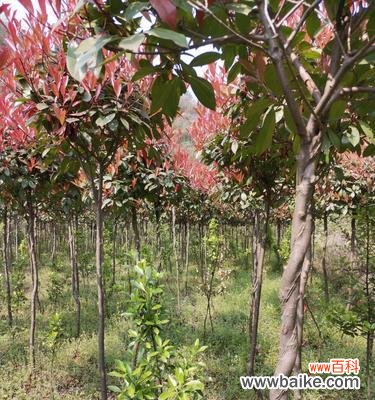 揭示分枝点高度的重要性及其应用价值 深入探究分枝点高度的意义