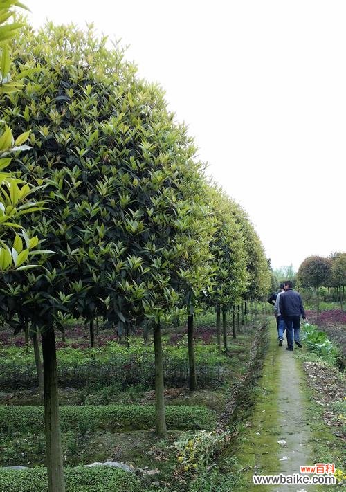 揭示分枝点高度的重要性及其应用价值 深入探究分枝点高度的意义