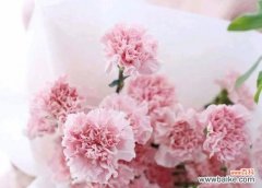爱与美的象征——粉色康乃馨 粉色康乃馨的花语