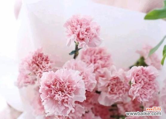 爱与美的象征——粉色康乃馨 粉色康乃馨的花语