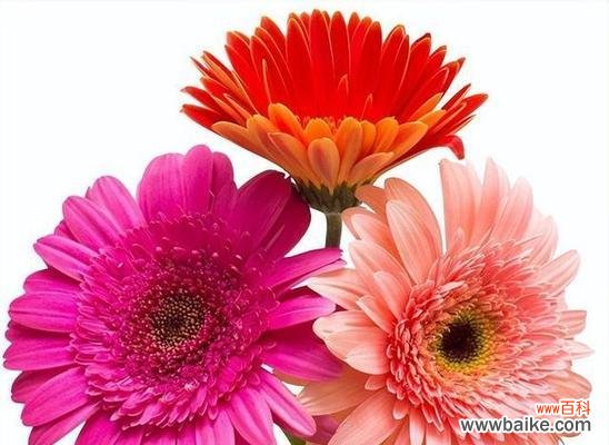 探索粉色扶郎花的隐含意义 粉色扶郎花的花语和寓意