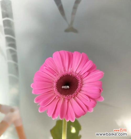 探索粉色扶郎花的隐含意义 粉色扶郎花的花语和寓意