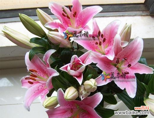 探寻粉色百合花的情感与美丽 粉色百合的花语及其象征意义