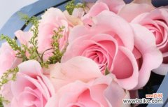 探究粉玫瑰的浪漫花语及其深层意义 粉玫瑰的花语