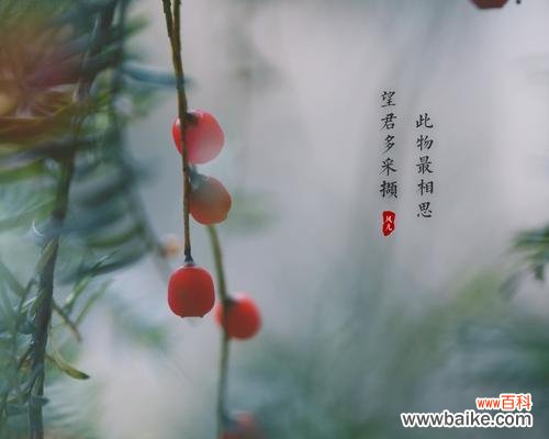 浪漫花海中 代表相思的植物——浓情花语