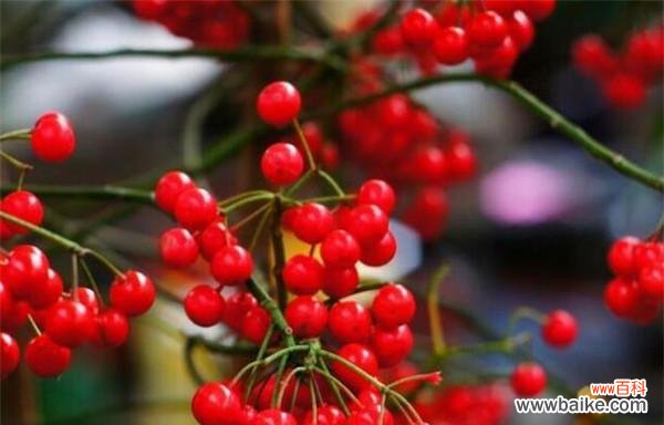 浪漫花海中 代表相思的植物——浓情花语