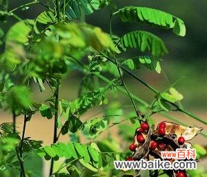 浪漫花海中 代表相思的植物——浓情花语