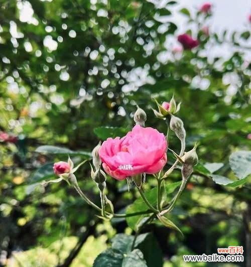 探寻代表向死而生的花朵之谜 死亡与生命的绽放