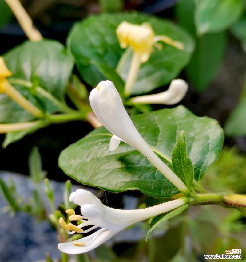探寻代表向死而生的花朵之谜 死亡与生命的绽放