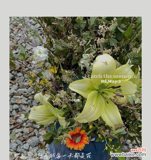 探寻代表向死而生的花朵之谜 死亡与生命的绽放