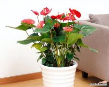 探索中国传统节庆中喜庆植物的神奇魅力 中国传统节庆中代表喜庆的植物