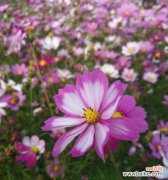 用花朵的生命诠释人生的短暂与遗忘 花开花谢，遗忘一切