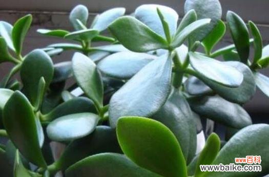 阳光般的希望 盛开的向日葵寓意学业有成