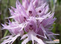 用花朵诉说内心的无奈与悲愤 花开代表意难平，