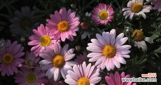 用花朵诉说内心的无奈与悲愤 花开代表意难平，