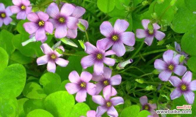 用花朵见证早日康复的奇迹 花开康复路