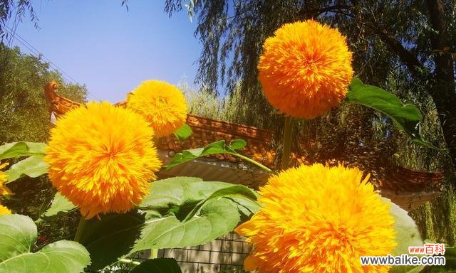 探寻植物中的勇气与坚强 坚强与勇气