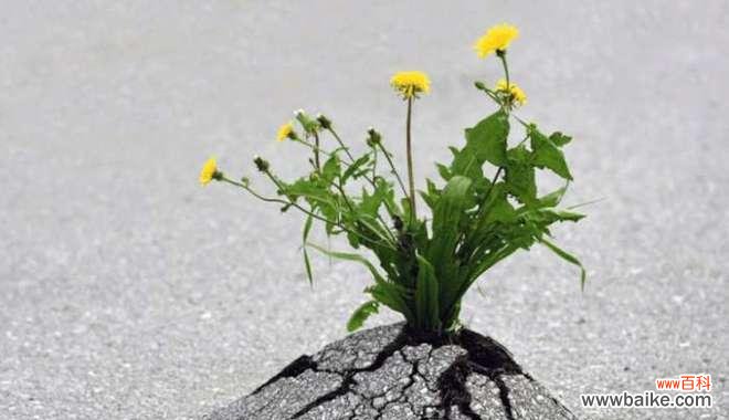 探寻植物中的勇气与坚强 坚强与勇气