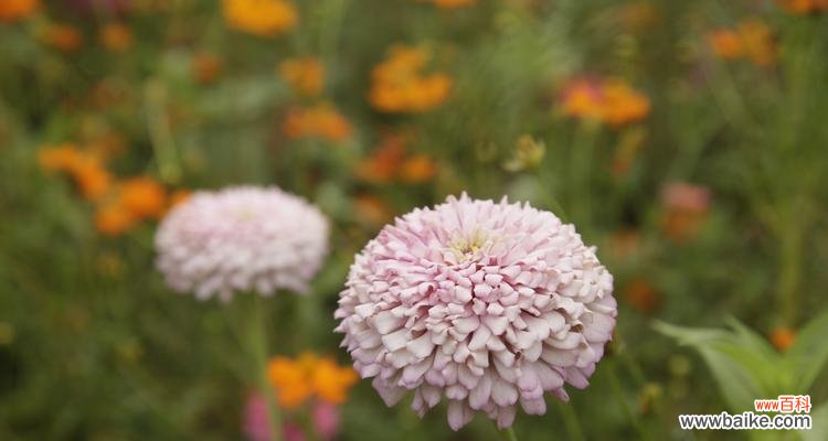 探寻植物中的勇气与坚强 坚强与勇气