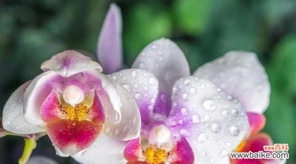 解析鸢尾花的神秘色彩与优雅魅力 神秘的鸢尾花