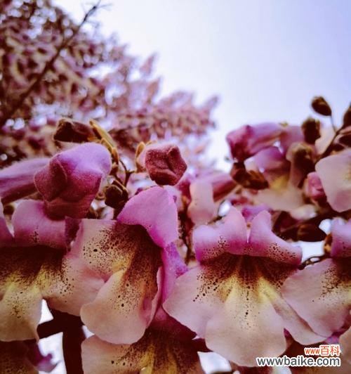 代表正能量的花朵及其意义与传递方式 花开正能量,绽放美好生活