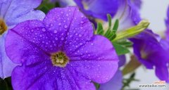 探索占有欲在花朵中的体现及其意义 花开花谢，占有欲的独特表现