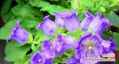探寻风铃花的神秘语言 风铃花的花语与意义