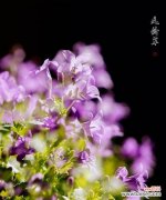 传承千年的花朵之谜与美丽传说 风铃草的花语与传说