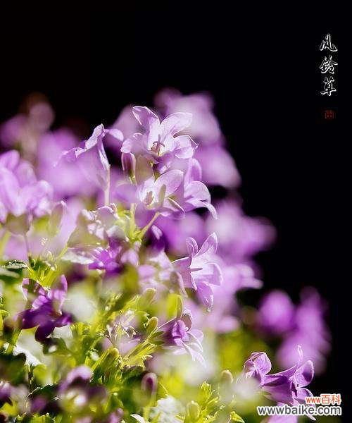 传承千年的花朵之谜与美丽传说 风铃草的花语与传说