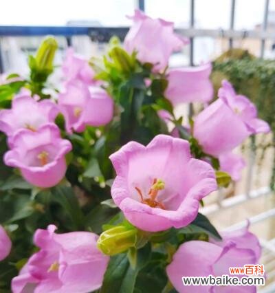 传承千年的花朵之谜与美丽传说 风铃草的花语与传说