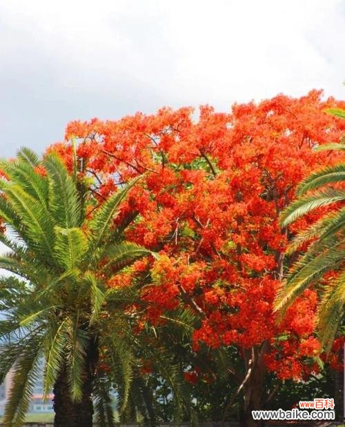 探寻枫叶的花语及其在文化中的意义 枫叶的花语——红色与自由的象征